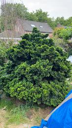 Chamaecyparis obtusa ‘Nana Gracilis’, Ophalen, Overige soorten, 100 tot 250 cm