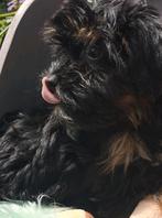 boomer reutje shih tzu x Yorkshire terrier. Volledig geënt, Dieren en Toebehoren, Honden | Chihuahua's en Gezelschapshonden, CDV (hondenziekte)