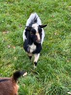Hoorloos dekbok te koop, Dieren en Toebehoren, Schapen, Geiten en Varkens, Mannelijk, Geit