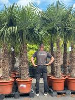 NIEUW binnen: Palmbomen winterhard. 25% summersale, Ophalen, Zomer, Volle zon, Palmboom