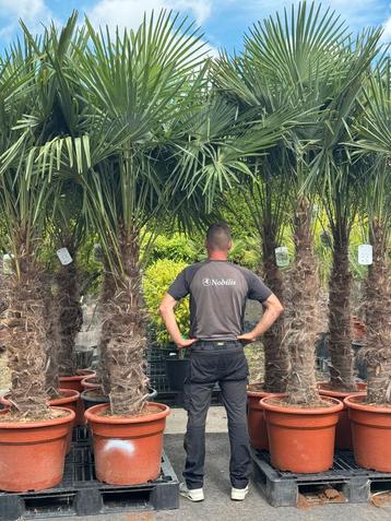 NIEUW binnen: Palmbomen winterhard. 25% summersale beschikbaar voor biedingen