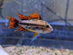 APISTOGRAMMA CACATUOIDES man, Vis