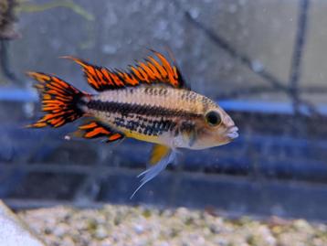 APISTOGRAMMA CACATUOIDES man beschikbaar voor biedingen