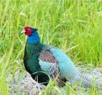 Jonge versicolor fazant van 3 maanden oud, Meerdere dieren, Overige soorten