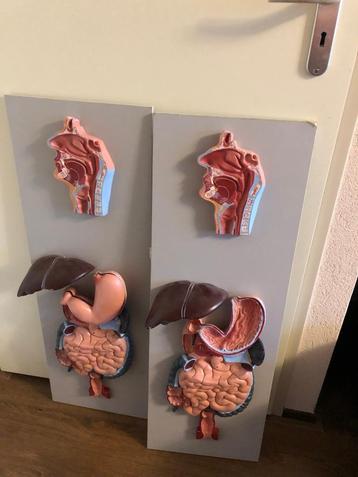 Vintage Anatomisch Menselijk Torso – Groot Model Zeer decora beschikbaar voor biedingen