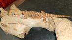 Super mooie baardagaam vrouw partial translucent., Dieren en Toebehoren, Reptielen en Amfibieën, Hagedis, 0 tot 2 jaar