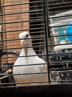 Lachduif tortelduif, Vrouwelijk, Tortelduif