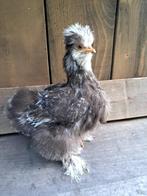 Usa zijdehoen motteld hennetjes, Dieren en Toebehoren, Vrouwelijk, Kip