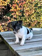 Jack russell pups, Dieren en Toebehoren, Honden | Jack Russells en Terriërs, Jack Russell Terriër, CDV (hondenziekte), 8 tot 15 weken