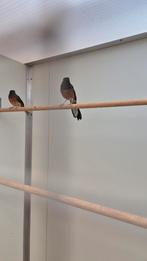 Chamalijster – keuze uit 8 koppels | onverwante vogels, Meerdere dieren, Geringd