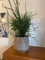 Kamerplant, Huis en Inrichting, Kamerplanten, Ophalen