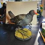 Opgezette Waterhoen opgezet taxidermie taxidermy, Verzamelen, Dierenverzamelingen, Ophalen of Verzenden, Zo goed als nieuw, Vogel