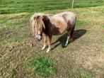 Mooie mini pony’s, Dieren en Toebehoren, Pony's, Meerdere dieren, A pony (tot 1.17m), Gechipt, 0 tot 2 jaar