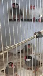 Rijstvogels, Meerdere dieren, Tropenvogel