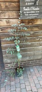 Eucalyptus gunnii, Ophalen of Verzenden, Halfschaduw, Overige soorten