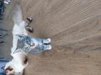 Ragdoll crossing kittens, Dieren en Toebehoren