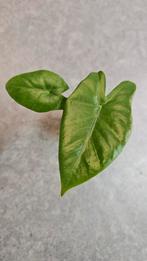 Alocasia Macrorrhiza Black Stem, Huis en Inrichting, Kamerplanten, Ophalen of Verzenden, Halfschaduw, Minder dan 100 cm