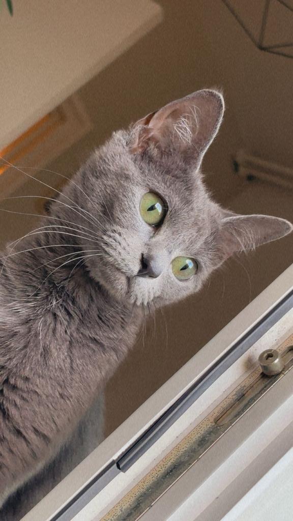 Britsekort haar bijna 2 jaar, Dieren en Toebehoren, Katten en Kittens | Overige Katten, Kortharig, Poes, 0 tot 2 jaar