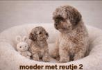 De mooiste beertjes achtige boomer pups. Maltezer x shih tzu, Dieren en Toebehoren, Parvo, 8 tot 15 weken, Meerdere, Meerdere dieren