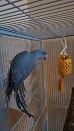 halsbandparkiet cobolt blauw, Meerdere dieren, Parkiet, Geringd