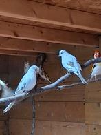 Bonte diamantduifjes, Meerdere dieren, Tropenvogel