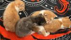 Kittens, Dieren en Toebehoren, Katten en Kittens | Overige Katten, Meerdere dieren