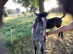 Gevraagd zomer weide voor jaarling, Weidegang, 1 paard of pony