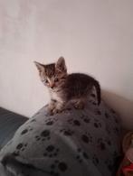 2  live kittens te koop, Dieren en Toebehoren, Katten en Kittens | Overige Katten, Meerdere dieren, Kortharig, 0 tot 2 jaar