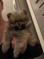 Pomeriaan dwegkeesjes, Keeshond, Reu, 8 tot 15 weken, Meerdere
