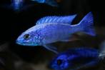 Malawi Cichliden: Sciaenochromis fryeri, Dieren en Toebehoren, Vissen | Aquariumvissen, Vis, Zoetwatervis