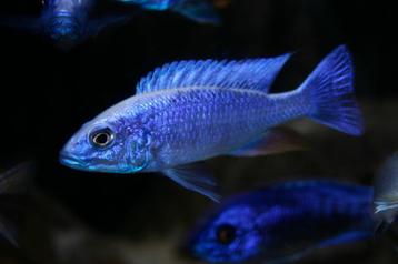 Malawi Cichliden: Sciaenochromis fryeri beschikbaar voor biedingen