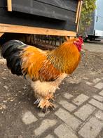 Brahma haan, Dieren en Toebehoren, Pluimvee, Mannelijk, Kip