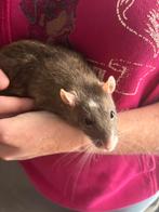4 super lieve tamme ratten ratjes mannen beschikbaar ZSM, Dieren en Toebehoren, Knaagdieren, Rat, Maart, Mannelijk, Tam
