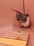Jonge dwergratjes, Dieren en Toebehoren, Knaagdieren, Rat, Mannelijk, Juli, Tam