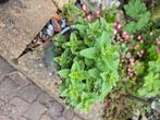 Oregano, Tuin en Terras, Volle zon, Vaste plant, Zomer, Ophalen