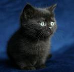 🐾 2 gezonde poesjes:  Britse Korthaar kittens! 13 weken 🐾, Dieren en Toebehoren, Katten en Kittens | Raskatten | Korthaar, Meerdere dieren