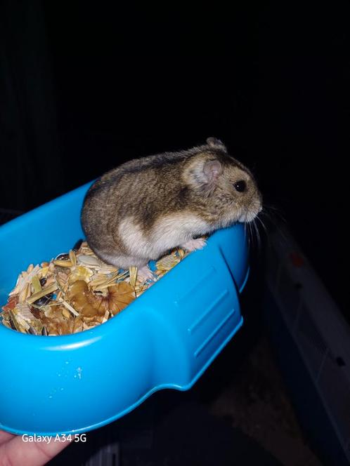 Russische dwerghamster amy, Dieren en Toebehoren, Knaagdieren, Vrouwelijk, Hamster, Februari, Tam
