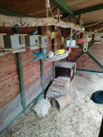 Grasparkieten, Dieren en Toebehoren, Meerdere dieren, Parkiet, Geringd