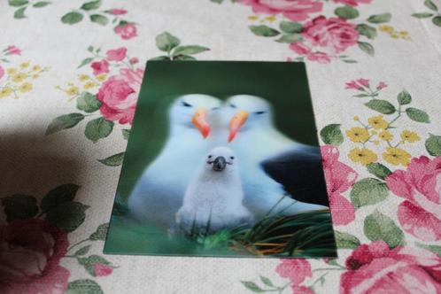 3D Stereo Postkaart - Albatros Familie met Kuiken, Germany, Verzamelen, Ansichtkaarten | Dieren, Ongelopen, 1980 tot heden, Vogel