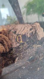 Rozenkever - Pachnoda marginata peregrina, Overige soorten
