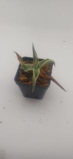 agave salmiana, Vetplant, Ophalen of Verzenden, Minder dan 100 cm, Volle zon