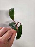 Philodendron Strawberry Shake Reverted, Huis en Inrichting, Kamerplanten, Ophalen of Verzenden, Overige soorten, Minder dan 100 cm