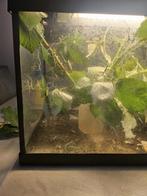 Wandelende takken, Dieren en Toebehoren, Ophalen, Zo goed als nieuw, Terrarium of Paludarium