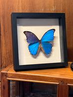 Grote Morpho vlinder in vitrine linst, Ophalen of Verzenden, Zo goed als nieuw, Insect, Opgezet dier