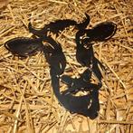 Koeienkop Glanzend zwart, Huis en Inrichting, Ophalen of Verzenden, Zo goed als nieuw