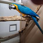 Blauwgele  ara pop, Dieren en Toebehoren, Vogels | Parkieten en Papegaaien, Vrouwelijk, Papegaai, Geringd