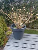 edgeworthia kuipplant, Ophalen, Zomer, Overige soorten, Volle zon