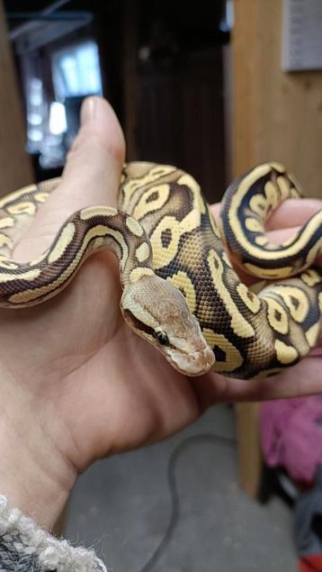 1.0 Koningspython - Ballpython - Python Regius  beschikbaar voor biedingen