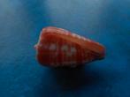 Schelpen: Conus tesselatus Born f++ 45mm, Verzamelen, Verzenden, Schelp(en)