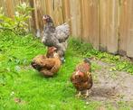 Gratis af te halen 3 kippen (2 kriel en 1 grote grijze kip), Dieren en Toebehoren, Pluimvee, Vrouwelijk, Kip